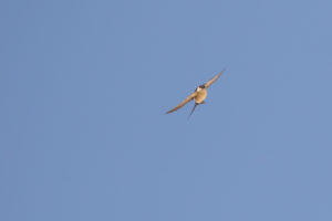 Red-rumped Swallow (Cecropis daurica)