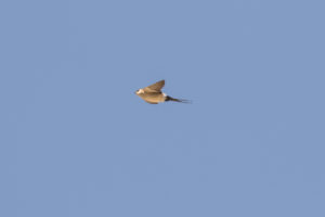 Red-rumped Swallow (Cecropis daurica)