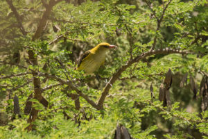 Eurasian Golden Oriole (Oriolus oriolus)