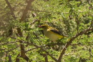 Eurasian Golden Oriole (Oriolus oriolus)