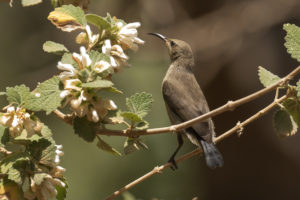 Palestine Sunbird (Cinnyris osea)