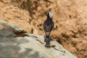 Arabian Wheatear (Oenanthe lugentoides)