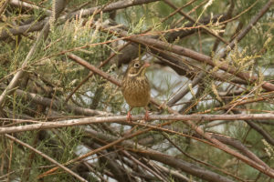 Ortolan Bunting (Emberiza hortulana)