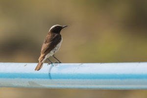 Arabian Wheatear (Oenanthe lugentoides)