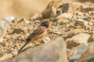 Cinnamon-breasted Bunting (Emberiza tahapisi)