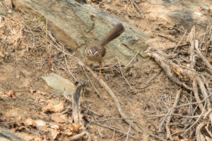 Scrub Warbler (Scotocerca inquieta)