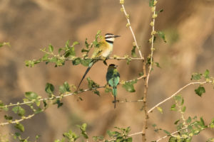 White-throated Bee-eater (Merops albicollis)