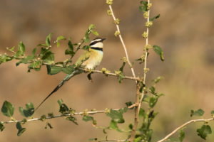 White-throated Bee-eater (Merops albicollis)