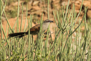 White-browed Coucal (Centropus superciliosus)