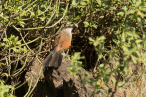 White-browed Coucal (Centropus superciliosus)