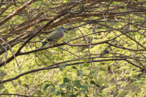 Bruce’s Green-Pigeon (Treron waalia)