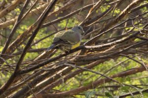 Bruce’s Green-Pigeon (Treron waalia)