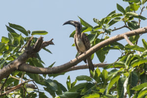 African Gray Hornbill (Lophoceros nasutus)