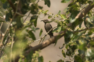 Shining Sunbird (Cinnyris habessinicus)