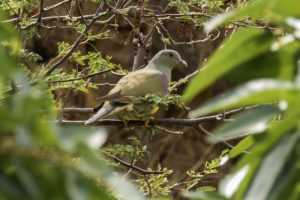 Bruce’s Green-Pigeon (Treron waalia)