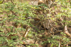 Black-crowned Tchagra (Tchagra senegalus)