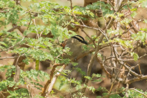 Black-crowned Tchagra (Tchagra senegalus)