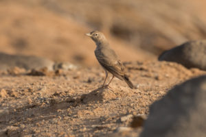Desert Lark (Ammomanes deserti)