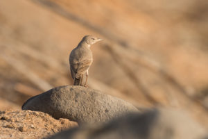 Desert Lark (Ammomanes deserti)