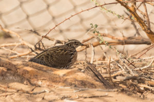 Common Quail (Coturnix coturnix)