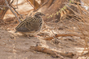 Common Quail (Coturnix coturnix)