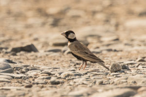 Black-crowned Sparrow-Lark (Eremopterix nigriceps)