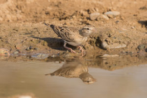 Greater Short-toed Lark (Calandrella brachydactyla)