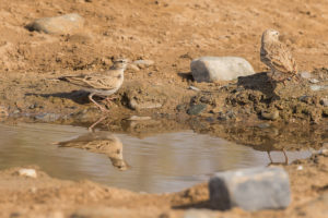 Greater Short-toed Lark (Calandrella brachydactyla)