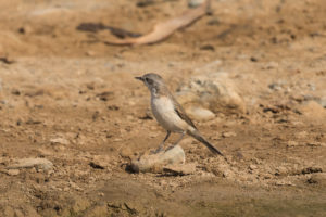 Lesser Whitethroat (Sylvia curruca)