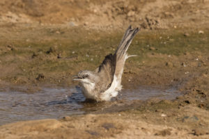 Lesser Whitethroat (Sylvia curruca)