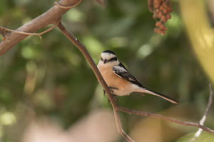 Masked Shrike (Lanius nubicus)