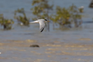 Little Tern (Sternula albifrons)