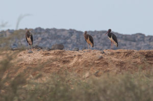 Black Stork (Ciconia nigra)