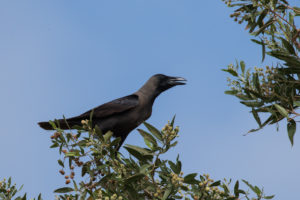 House Crow (Corvus splendens)