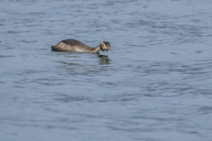 Great Crested Grebe (Podiceps cristatus)