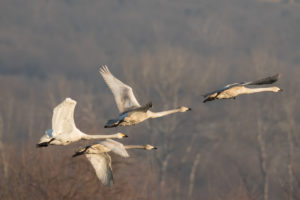 Whooper Swan (Cygnus cygnus)