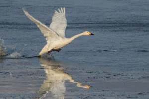 Tundra Swan (Cygnus columbianus)