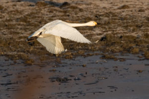 Tundra Swan (Cygnus columbianus)