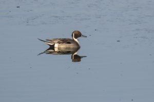 Northern Pintail (Anas acuta)