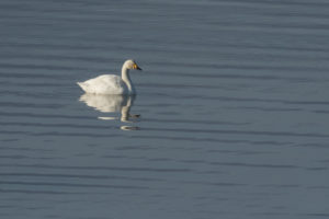 Tundra Swan (Cygnus columbianus)