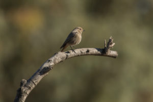 Black Redstart (Phoenicurus ochruros)