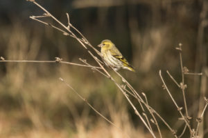 Eurasian Siskin (Spinus spinus)