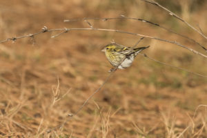 Eurasian Siskin (Spinus spinus)