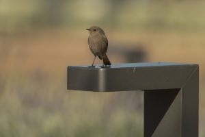 Black Redstart (Phoenicurus ochruros)