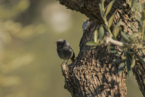 Black Redstart (Phoenicurus ochruros)