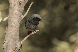 Black Redstart (Phoenicurus ochruros)