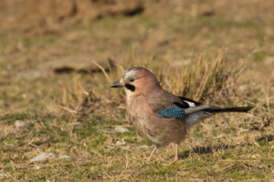 Eurasian Jay (Garrulus glandarius)