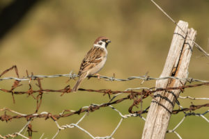 Eurasian Tree Sparrow (Passer montanus)