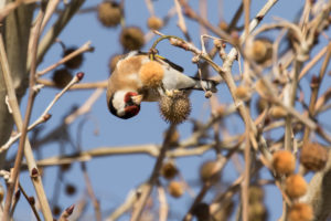 European Goldfinch (Carduelis carduelis)