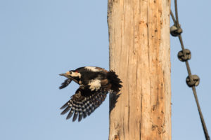 Syrian Woodpecker (Dendrocopos syriacus)